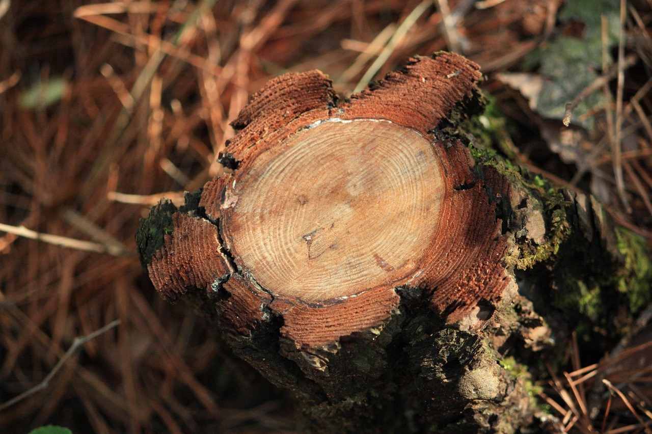 아낌없이-주는-나무-해석