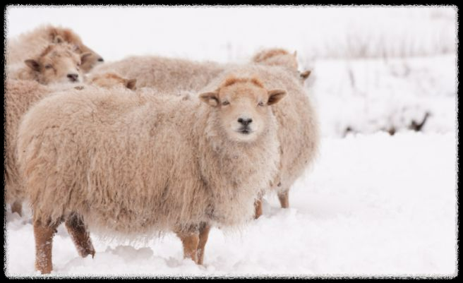 국내 겨울 설경 여행지 Best 10: 눈 덮인 명소와 일출&middot;일몰 스팟