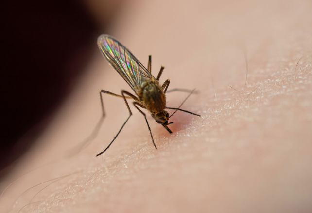 말라리아 증상 5가지