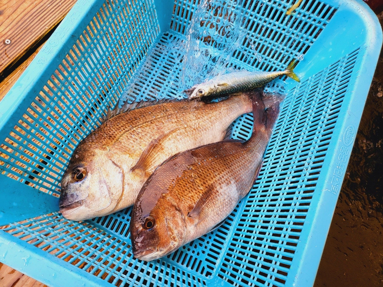 서해가볼만한곳 당진 서산 고려호 좌대 낚시 쇼핑몰 낚시대 없이 이용 가능 아이와가볼만한곳 충남가볼만한곳 아이랑갈만한곳 이색데이트 대한민국구석구석 물때표