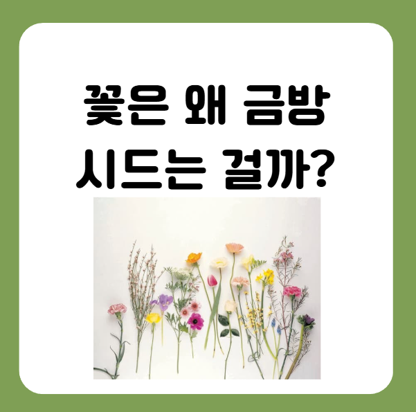 꽃이 금방 시드는 이유