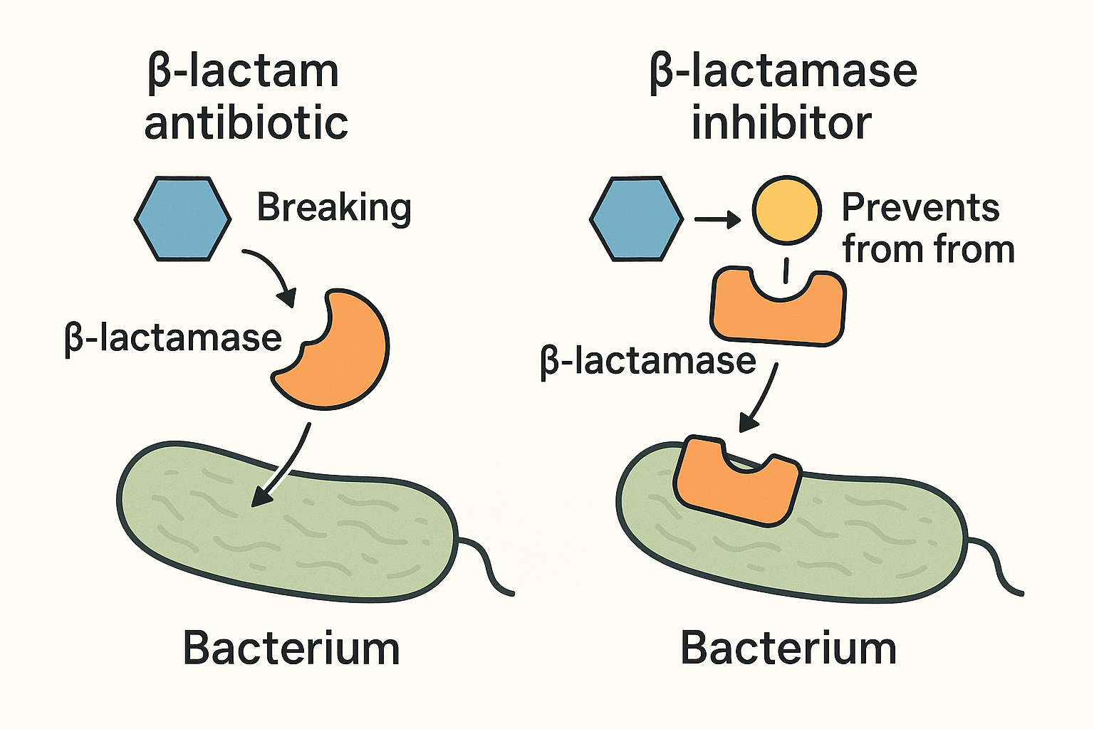 &beta;-lactam 계열 항생제 + 억제제 복합제의 작용 원리