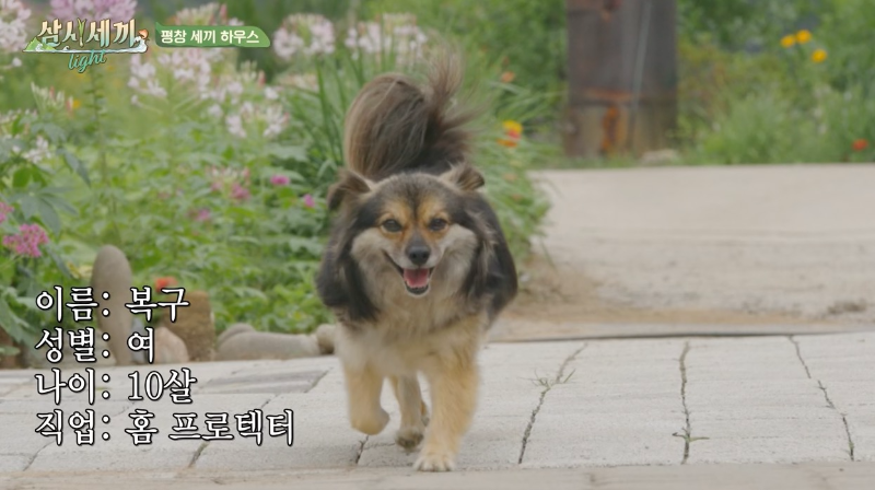 삼시세끼 라이트 강아지 복구. 성별 : 여, 나이: 10살 , 주인집 할머니가 기르는 강아지