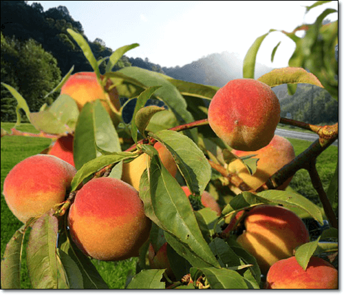 천도복숭아 재배