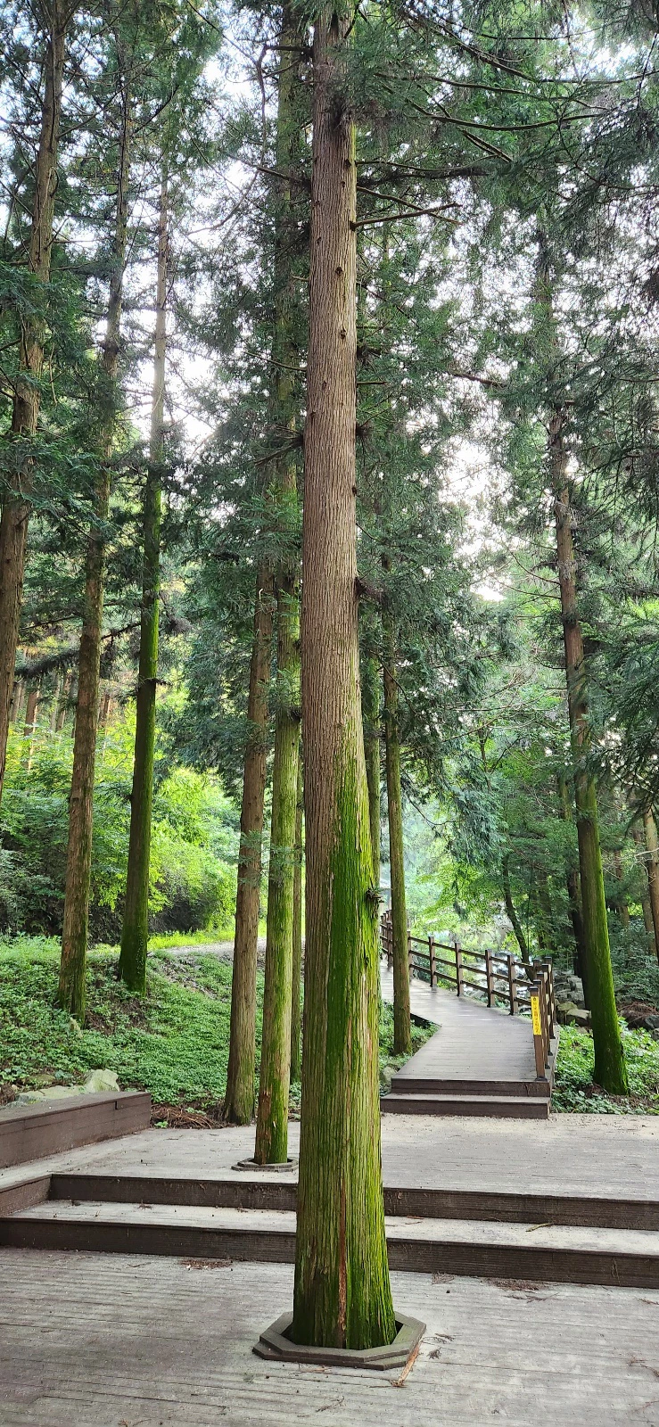 장성 치유의숲 올라가는 길
