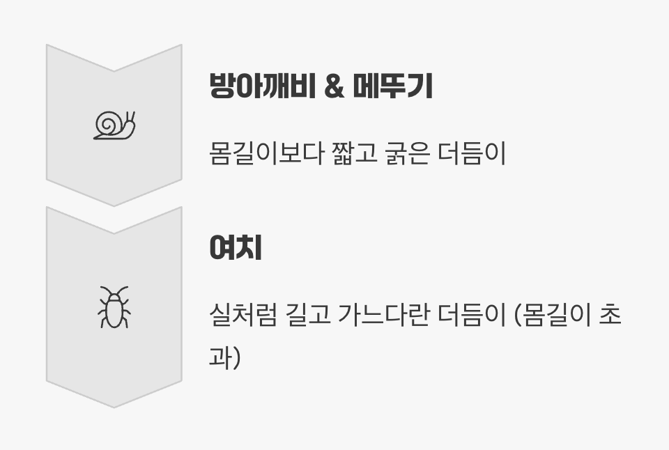 두 번째 단서: 짧은 더듬이 vs 긴 더듬이