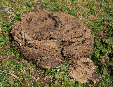 냄새 없는 똥을 싸는 (무취인 대변을 누는) 꿈해몽 상징 이미지