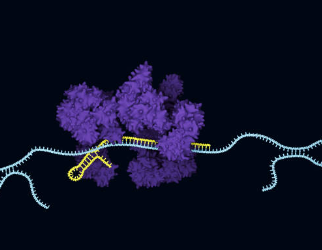 암 억제 유전자 RUNX3