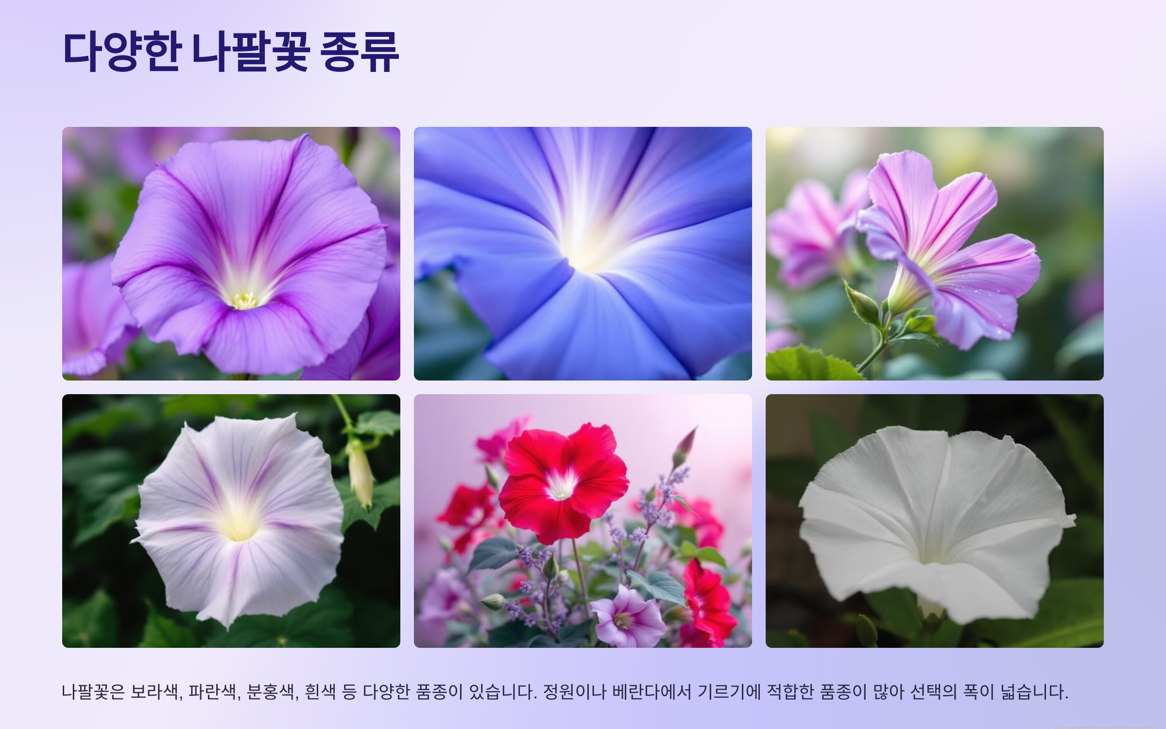 나팔꽃 사진