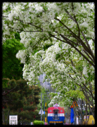 이팝&middot;조팝나무: 봄마다 느껴보는 이팝&middot;조팝나무 궁금증