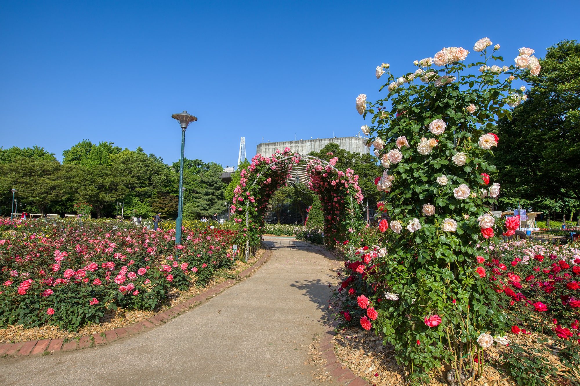 올림픽공원 장미축제 - 15