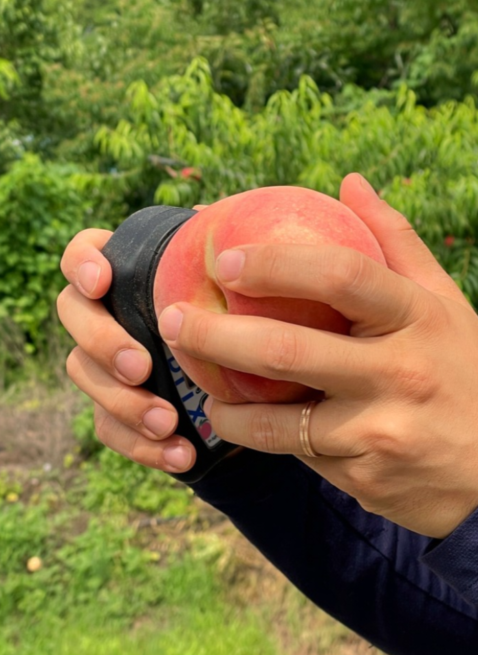 생방송투데이 복숭아