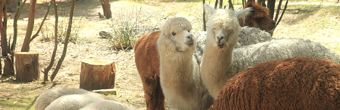울산 장미축제 볼거리 동물