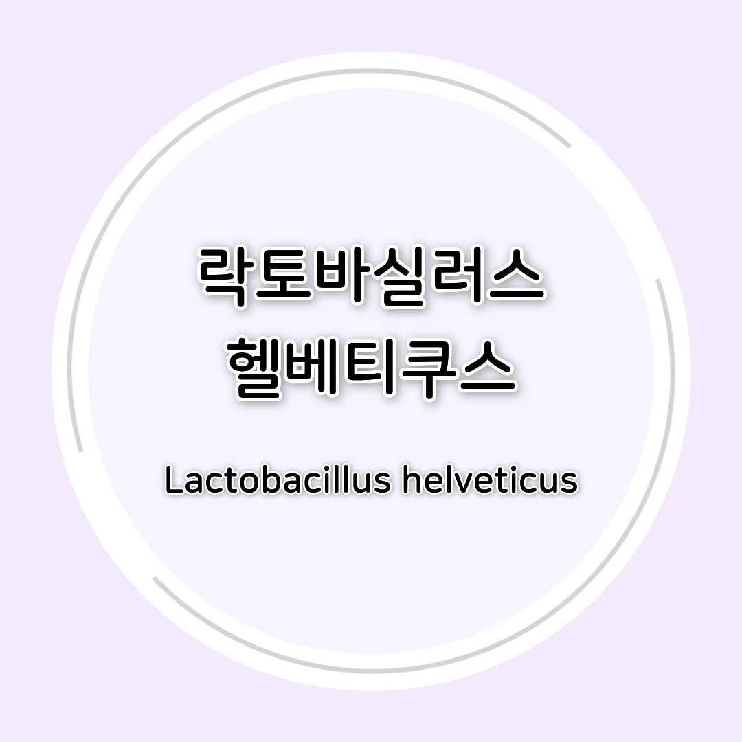 락토바실러스 헬베티쿠스(Lactobacillus helveticus) 효능 총정리