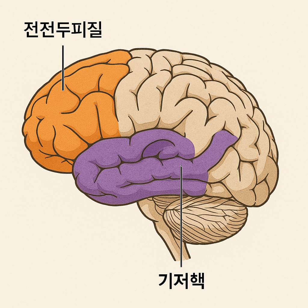 습관 형성 뇌 원리를 보여주는 이미지. 의식적인 결정을 내리는 전전두피질과 자동화된 습관을 관장하는 기저핵의 역할을 설명한다.