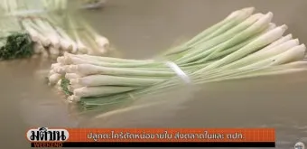 레몬그라스 재배 온도 유지 삽목 번식 잎 수확_7