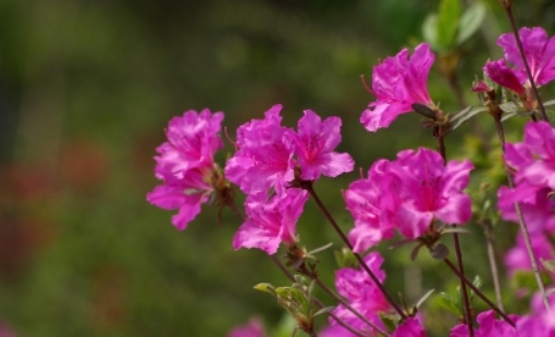 군포 철쭉축제 초대가수 및 일정 총정리
