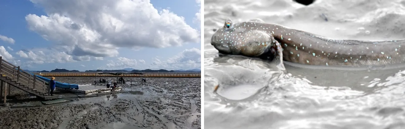순천 거차 뻘배체험장