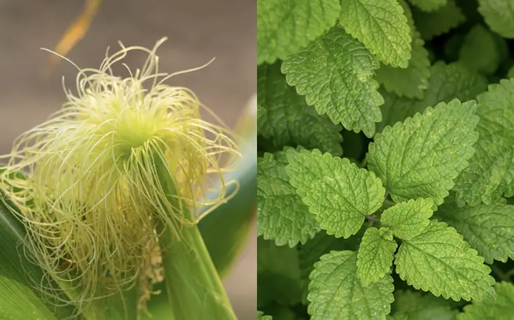 푸드올로지 부작용 12