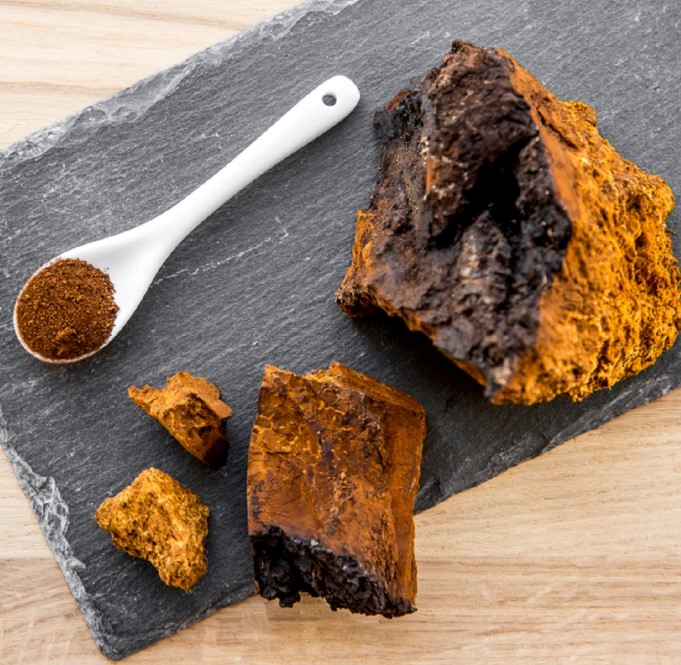 차가버섯 차 효능