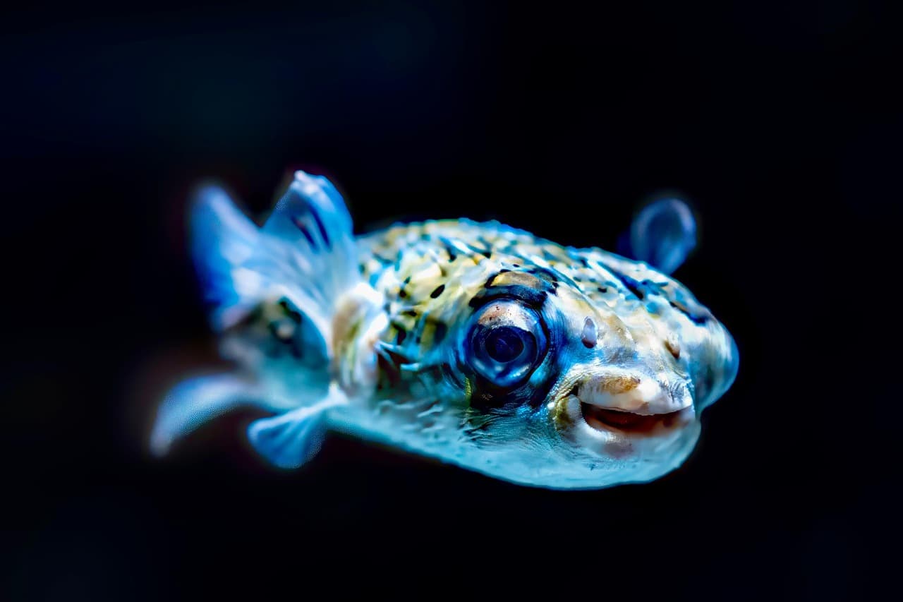 복어 효능과 부작용 총정리, 40대 이후 꼭 챙겨야 할 이유 5가지