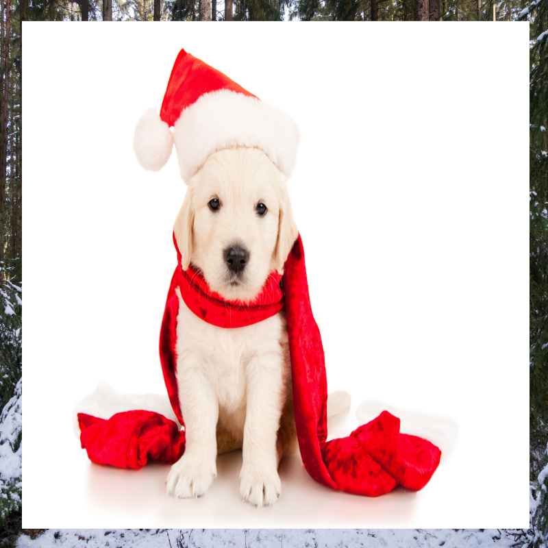 반려견 겨울 산책 중요성과 주의할 점