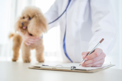 진료 받는 강아지