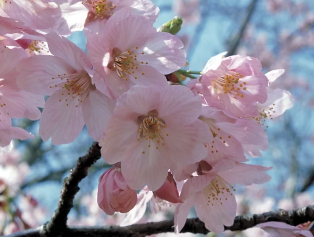 도쿄 벚꽃 명소 추천 top10 (2025년)