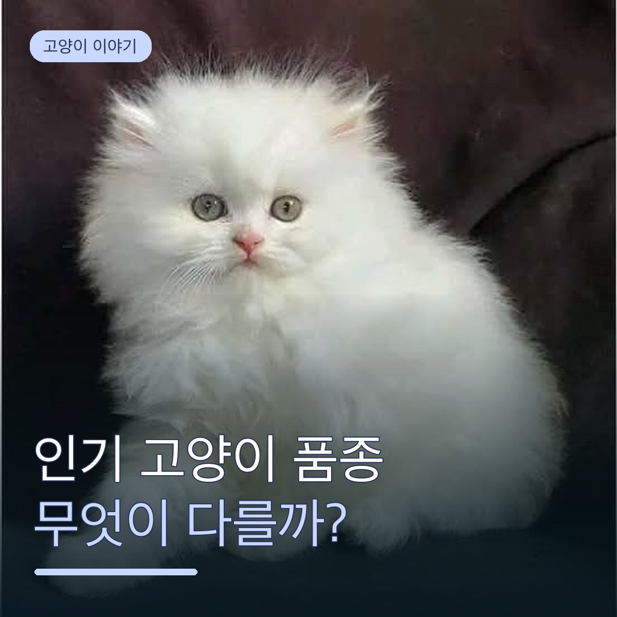한국에서 많이 키우는 고양이 품종, 입양 전에 무엇이 다를까요?