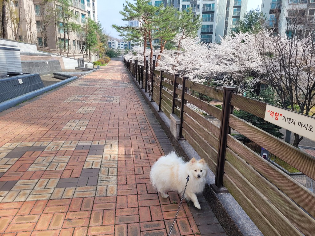 벚꽃이 핀 봄철 산책로에서 풀숲 근처를 걷는 반려견 모습