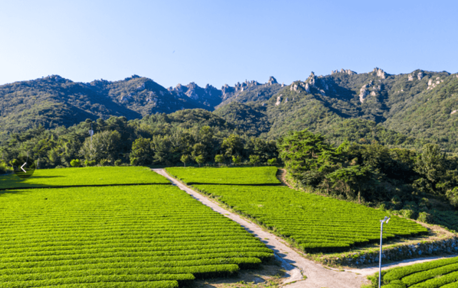 넓은들판 녹차밭