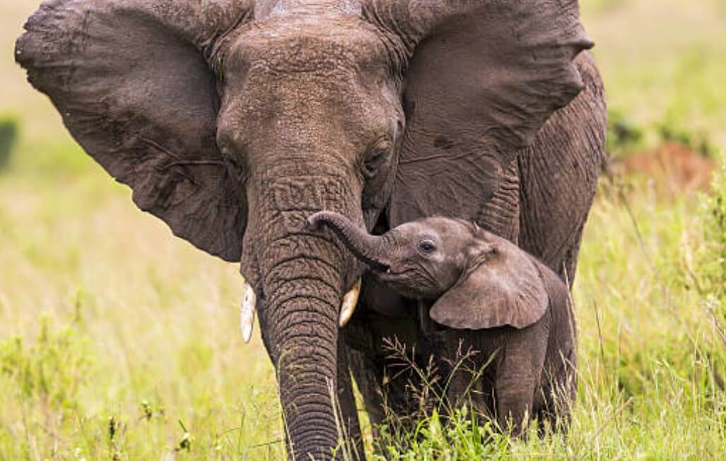 코끼리나오는꿈