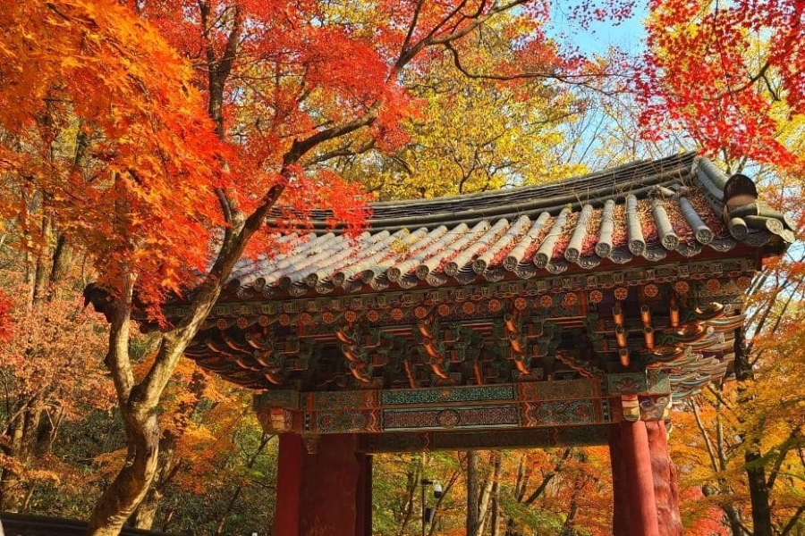 내장산 가을 단풍 절정 시기와 특징