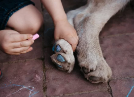 강아지 발바닥/출처:어도비스톡