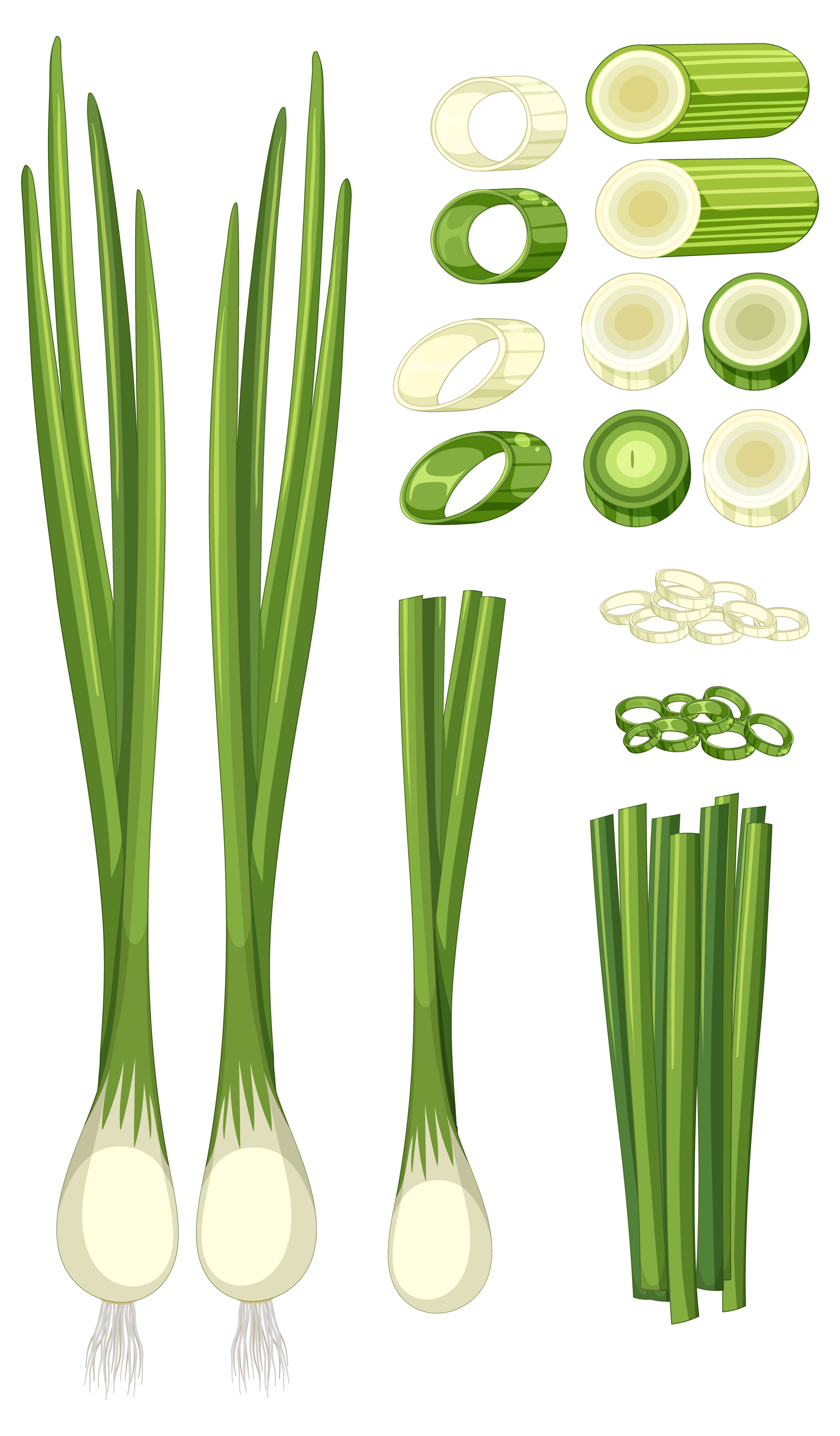 대파의 일러스트