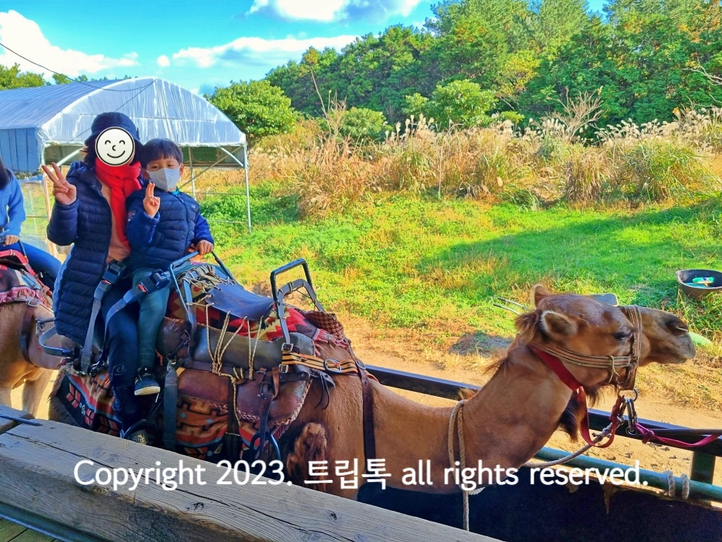 두 사람이 안장을 얹은 낙타를 타고 있다