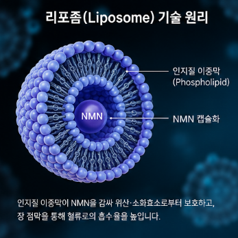 리포좀nmn-영양제효능-효과-복용법-성분-부작용-추천
