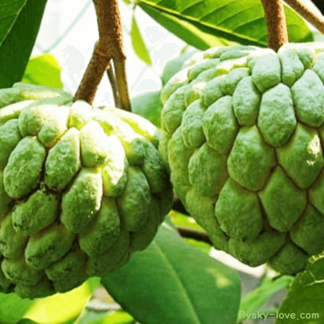 열대과일의 퀸 아떼모야
