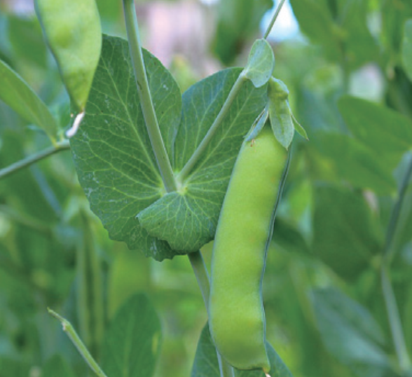 완두콩 심는 시기, 효능, 파종 방법, 재배법, 수확 방법 알아보기