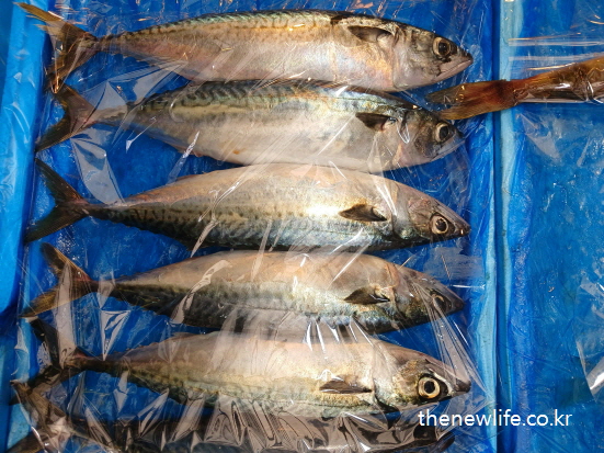 Fresh mackerel lined up in a market, helpful for reducing abdominal fat/복부비만에 좋은 음식인 고등어, 시장에 진열된 모습