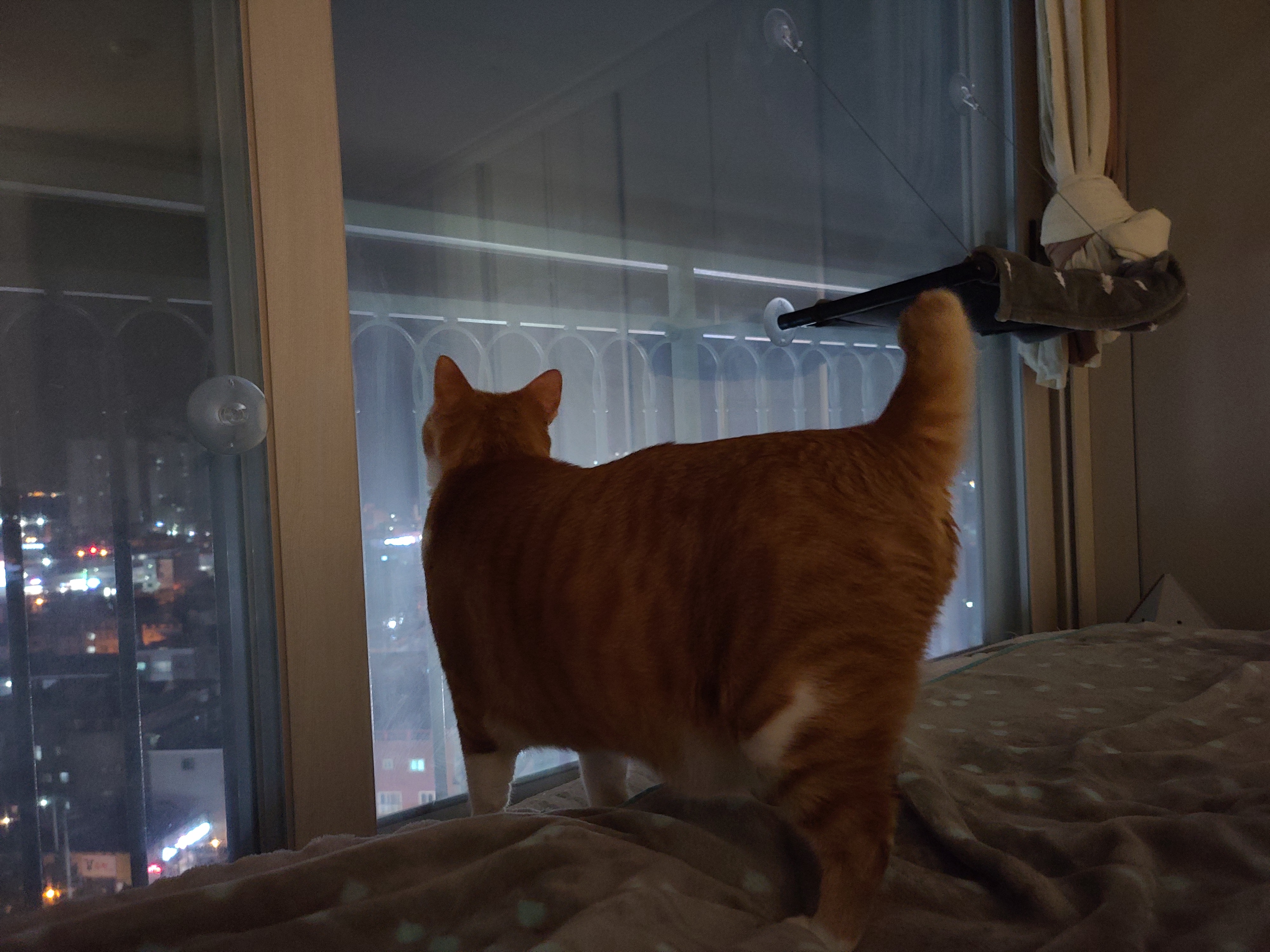 고양이들이 창밖을 보는 이유와 방묘창, 방묘문의 중요성