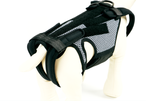 생방송투데이 반려동물 재활 보조기구 슬개골 척추 경추 발목 휠체어 고관절 성공인 동물재활공학사 펫츠오앤피 정보