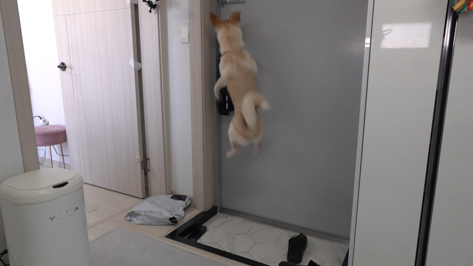 개는 훌륭하다 담비편