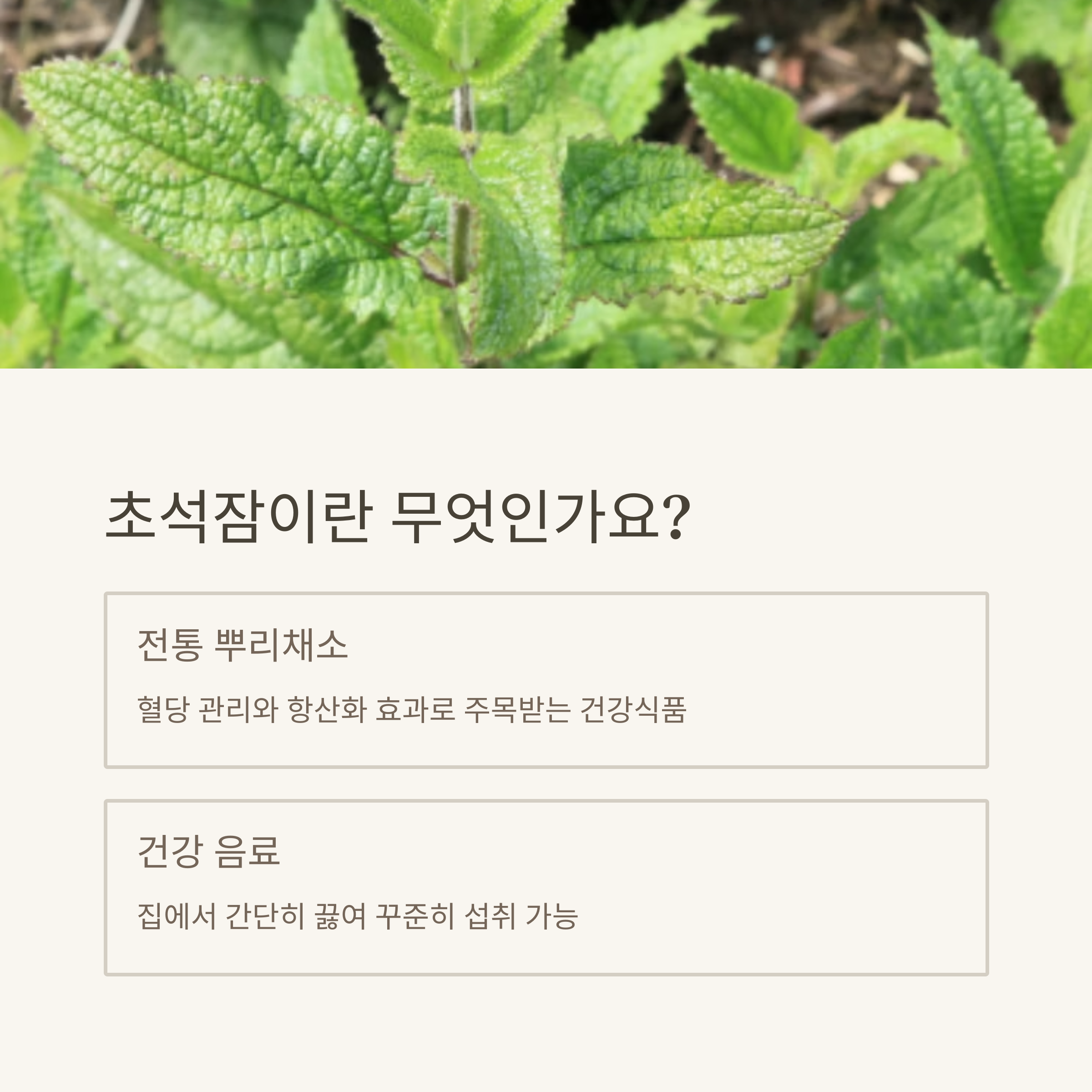 초석잠이란 무엇인가요?