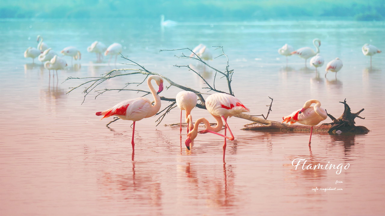 08 나뭇가지와 플라밍고 C - Flamingo 플라밍고배경화면