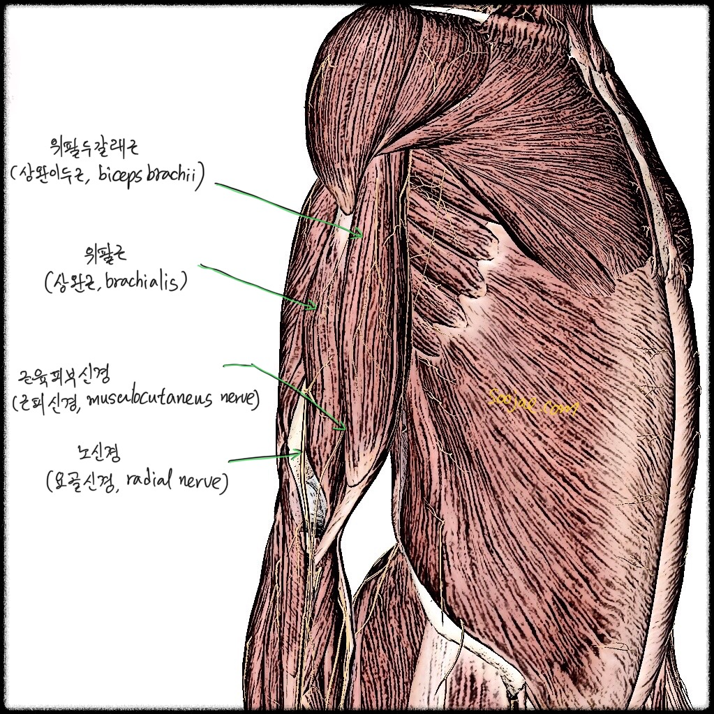 위팔근과 주변