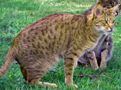 오시캣(Ocicat)