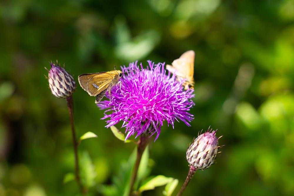 구례-지리산-노고단