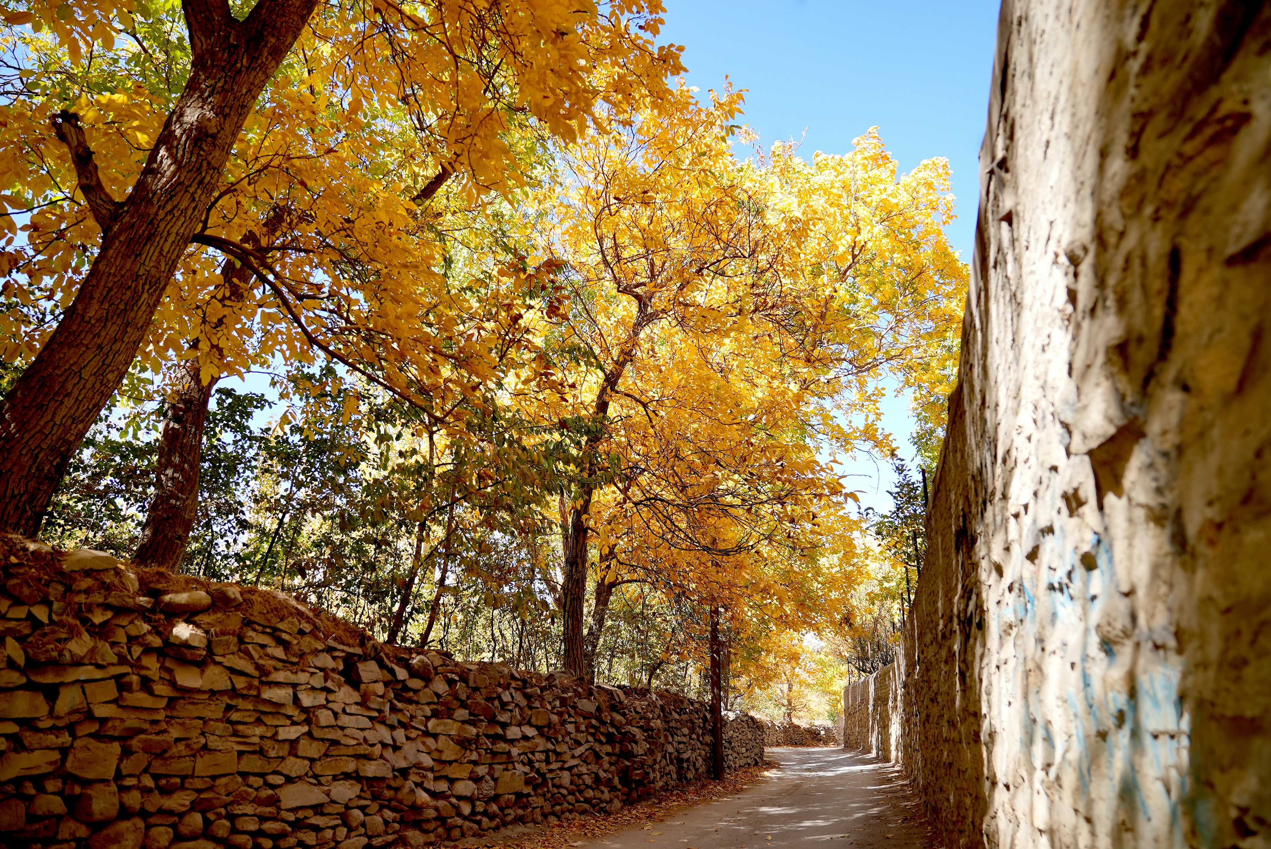 청산도 돌담길 가을 관련 사진