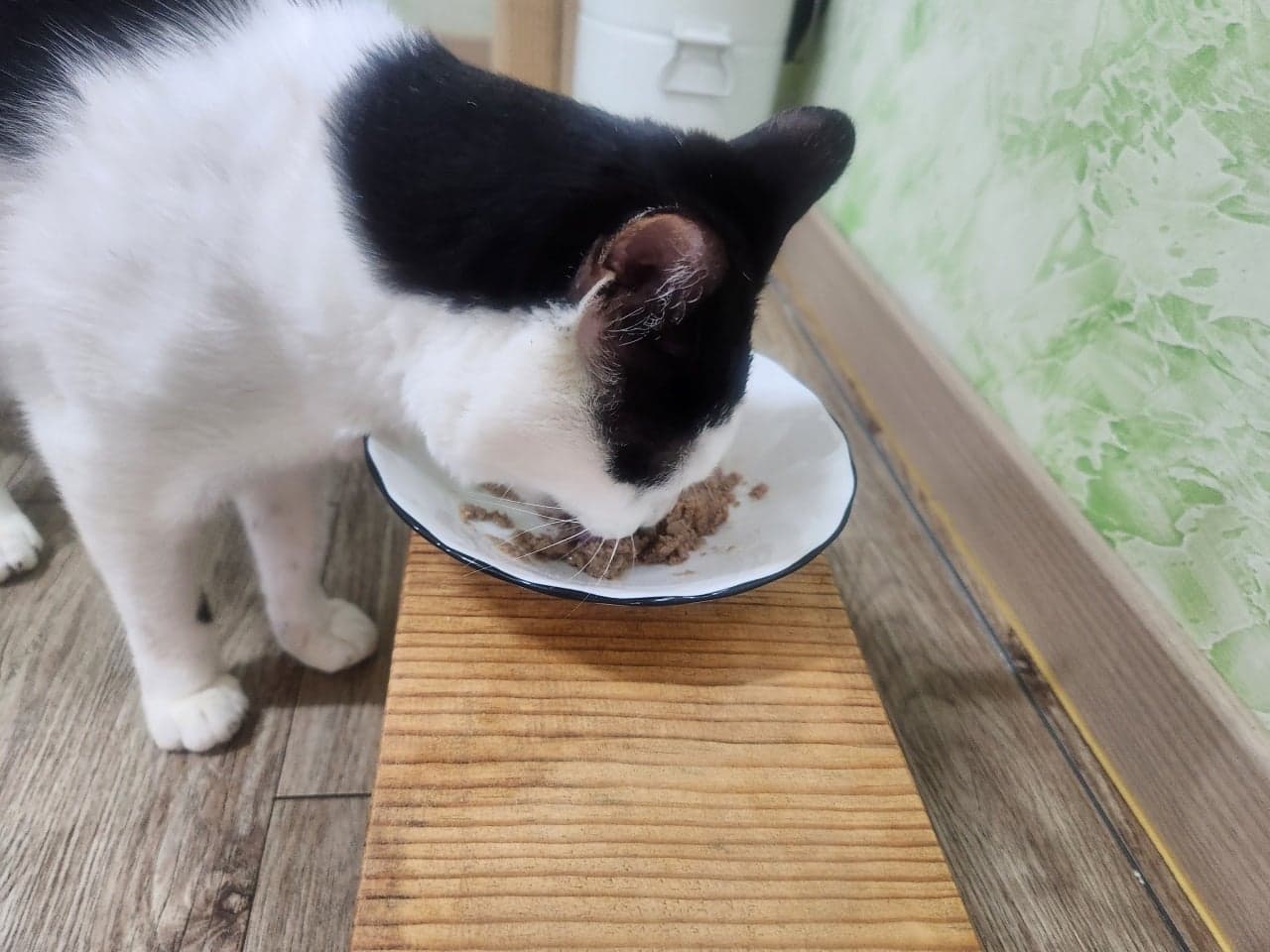 로얄캐닌의 '캣 가스트로인테스티널 화이버 리스폰스'